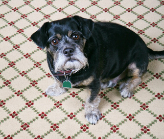 Why Does My Dog... Scoot His Butt Along the Floor?